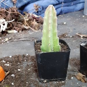 Starfish cactus unknown color. About 3 inches tall